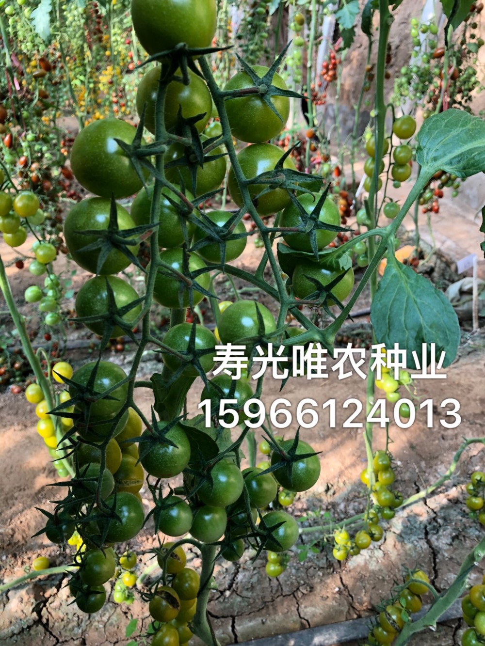 采摘园电商专用绿色番茄种子  绿如意  贼不偷 绿宝石西红柿种子  采摘园 电商 阳台蔬菜种子