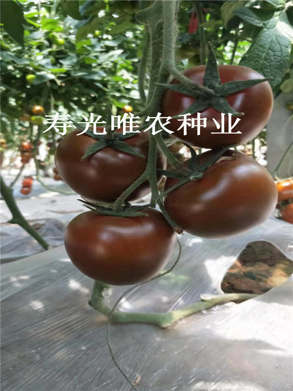 黑色番茄 紫色番茄种子 咖啡色西红柿种子 特色口感番茄 阳台电商采摘园番茄种子黑玫瑰
