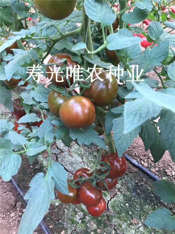 采摘园电商专用寿光蔬菜种子黑色番茄种子 西红柿种子咖啡色番茄种子边贸大圆黑番茄种子