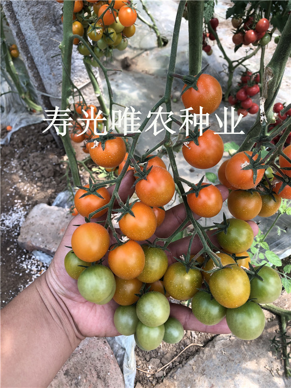 寿光蔬菜特色口感樱桃番茄种子 橙色 橘黄色圣女果西红柿种子 夏日阳光类型番茄种子