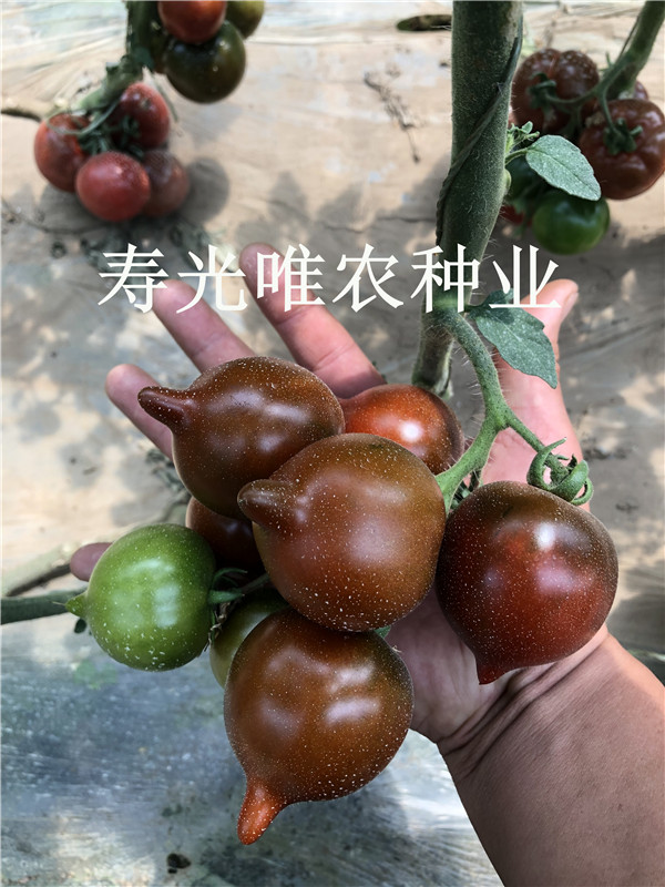 稀有特色口感番茄种子  边贸电商采摘园专用西红柿种子 桃形番茄  黑紫桃番茄种子