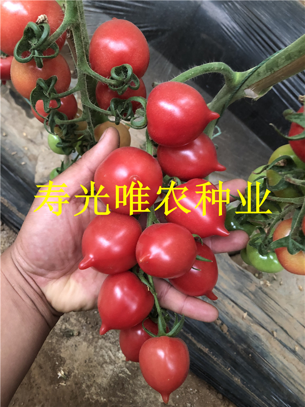 稀有特色口感樱桃番茄种子 边贸电商采摘园专用西红柿种子春桃 桃形番茄  粉桃番茄种子