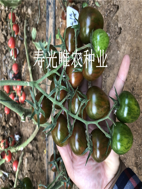 稀有特色口感番茄 边贸电商采摘园专用樱桃西红柿种子 迷彩番茄种子  彩色番茄种子