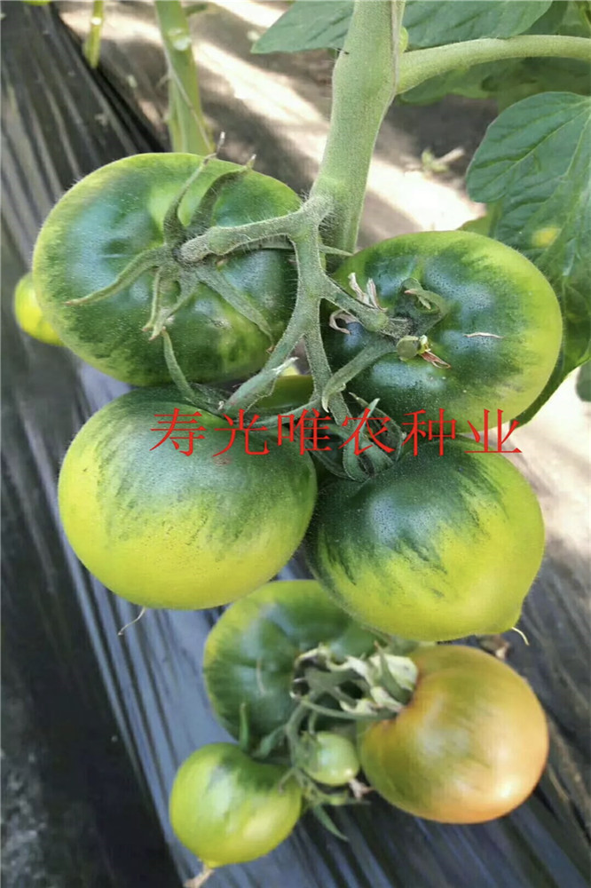 东北草莓番茄种子 西红柿种子 嘎啦果铁皮柿子-黄金线碱地柿子-水果浓绿肩番茄-口感放线番茄种子  大果草莓番茄种子 满口香1号草莓番茄