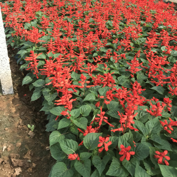 一串红种植基地  批发价格优惠多多