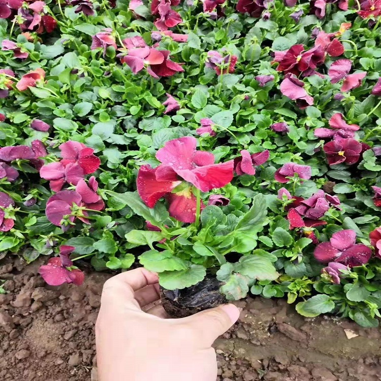 供应角堇种子 园艺绿化 角堇种植基地