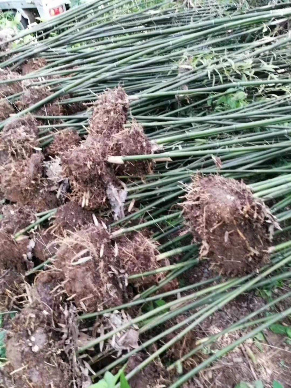 钢竹 钢竹种植基地 山东钢竹价格 钢竹培育 宏胜花卉 钢竹大量供应