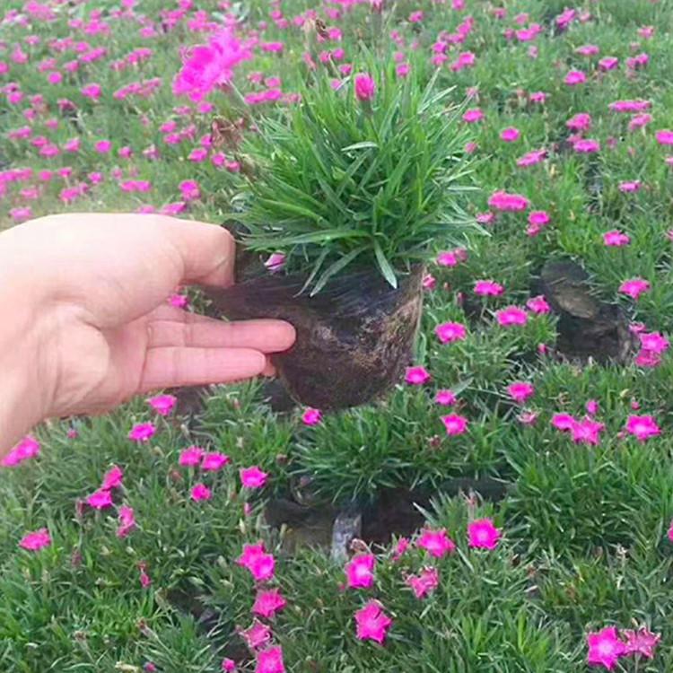 欧石竹批发  欧石竹培育