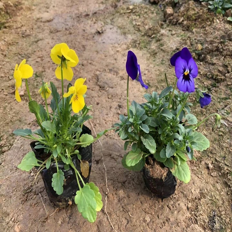 出售角堇  角堇报价  角堇种植基地