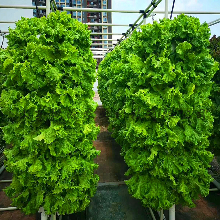 叠碗立柱栽培 立柱种植 花盆种植 基质土种植 立体蔬菜种植
