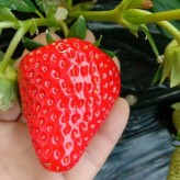 草莓专用有机肥 水溶肥 贝德乐稀土型有机水溶肥料
