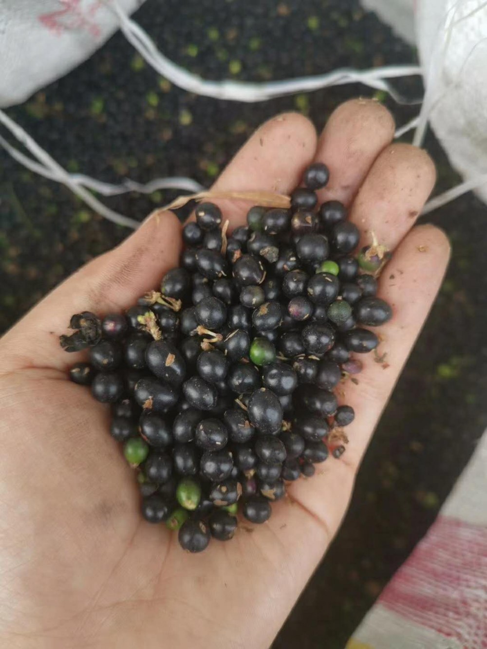 草花种子 草种子  麦冬种子  草籽  草种批发  草籽批发
