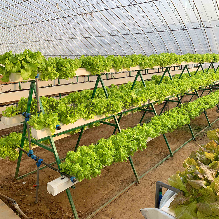 草莓立体种植 三角种植架 无土栽培工程 基质土种植 营养液种植