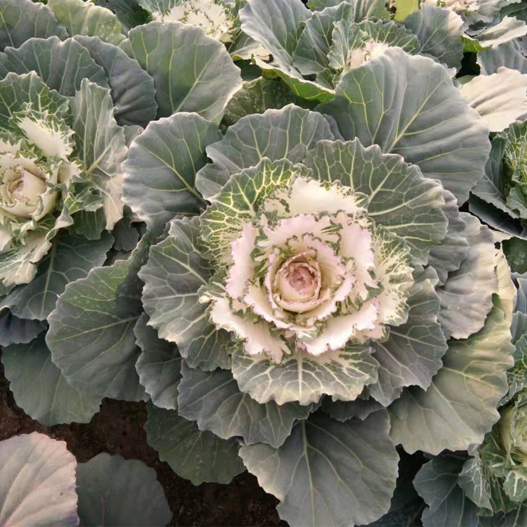 羽衣甘蓝供应 批发双色盆羽衣甘蓝 羽衣甘蓝种植基地 青州凯洋