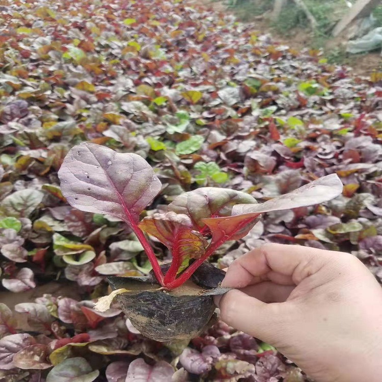 大量种植红叶菠菜  绿化苗木  红叶菠菜价格