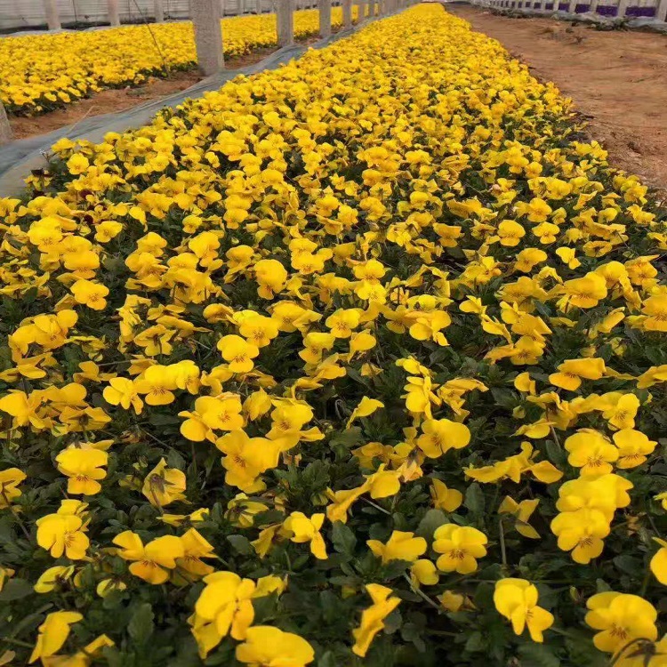 青州草花  三色堇批发价格  三色堇种植基地