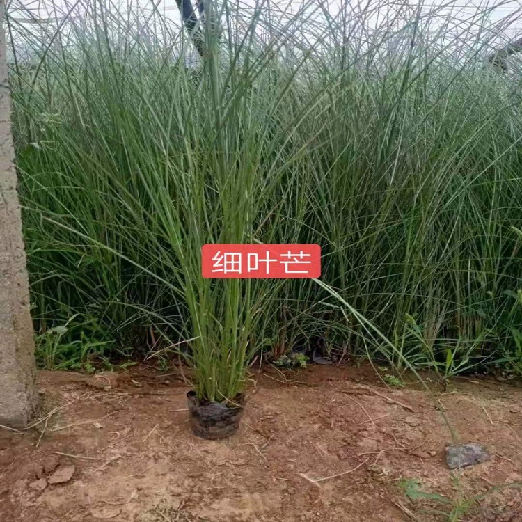 细叶芒供应商  观赏草华  细叶芒报价
