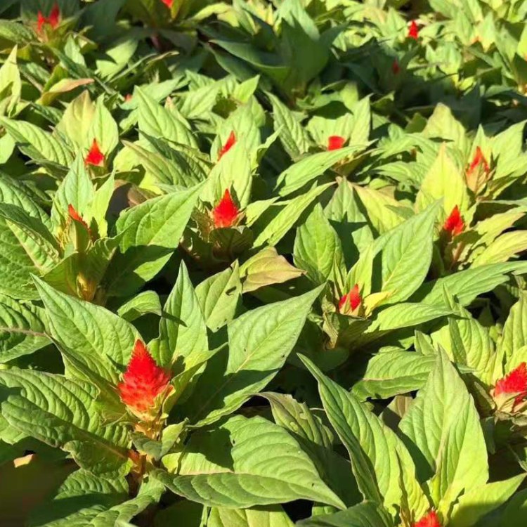 世纪红工程苗花卉基地直销鲜艳观赏花卉路政绿化