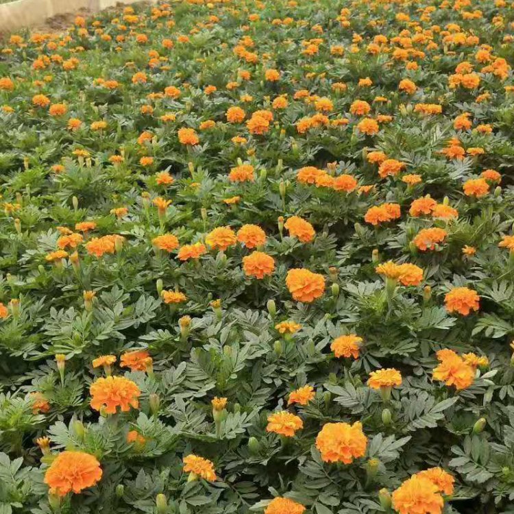直销孔雀草孔雀草直供万寿菊草花时令花卉