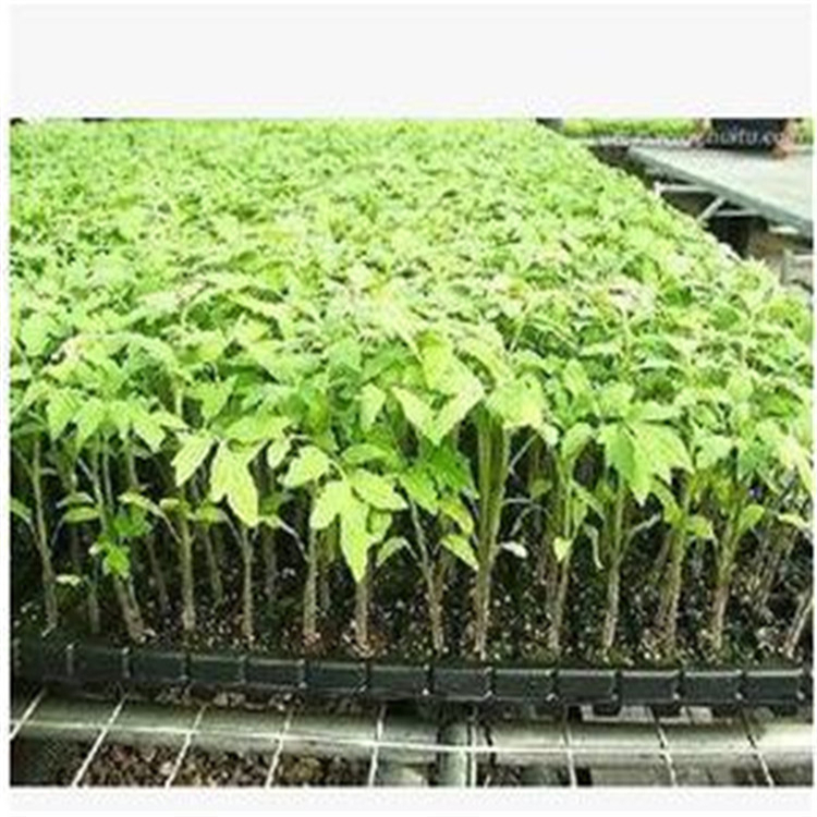 华彬  育苗基质  批发栽培 培养基质 质廉价优