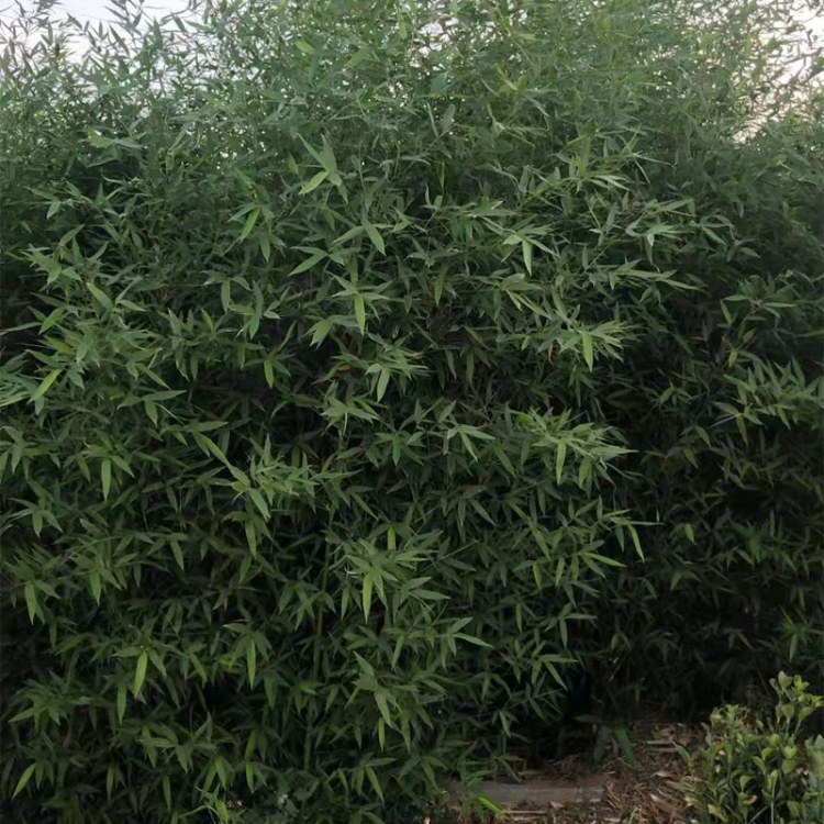 批发竹子苗   庭院绿化植物    竹子苗