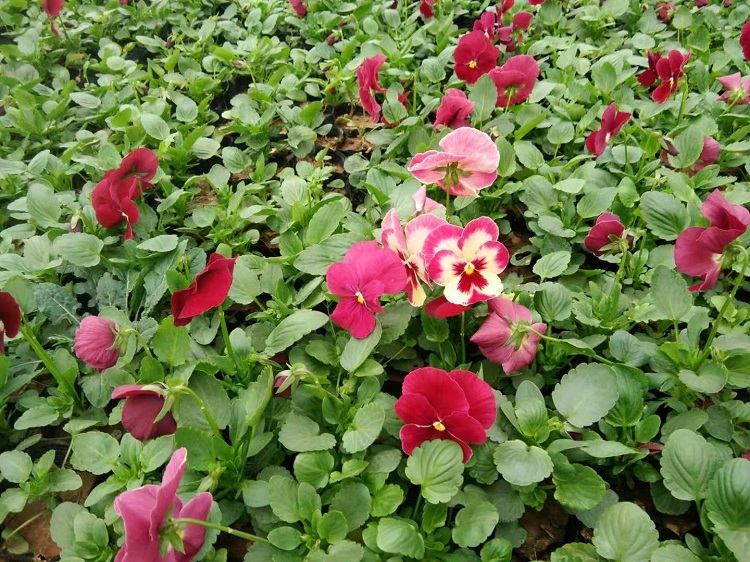 三色堇绿化  基地种植三色堇  凯洋三色堇   多色三色堇
