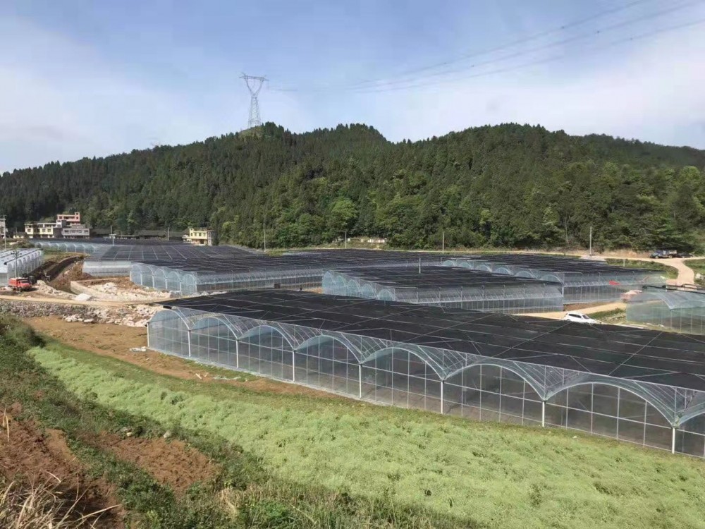 温室大棚_连体温室大棚建设厂家_量大从优