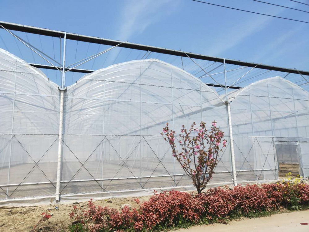 农业养殖大棚 葡萄连栋大棚 温室大棚工程 花房建设找天之蓝温室