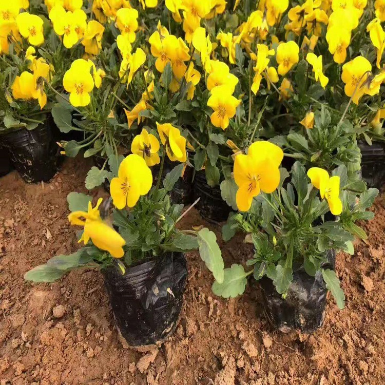 角堇价格  角堇种植基地  天卓