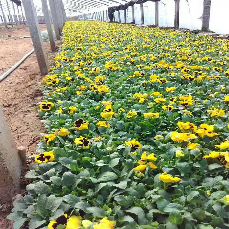三色堇报价  三色堇种植基地  天卓