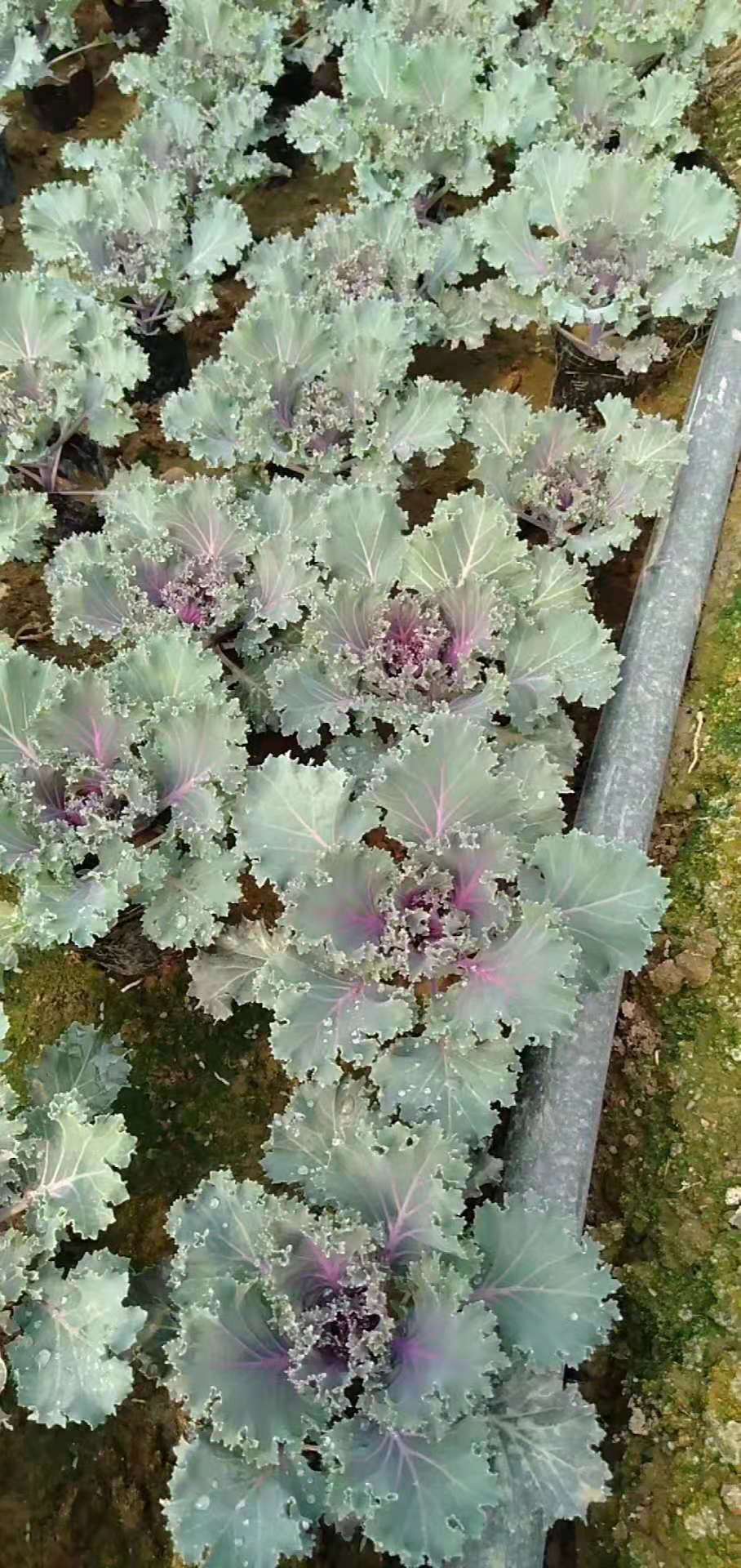 冬季草花羽衣甘蓝种植基地羽衣甘蓝批发价格