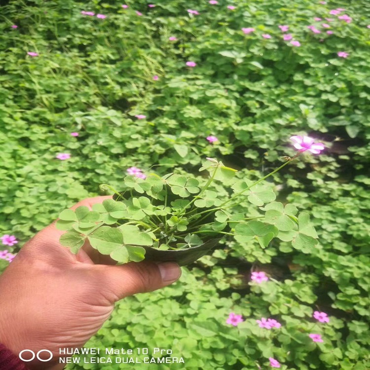 绿叶醡浆草批发  绿化用醡浆草
