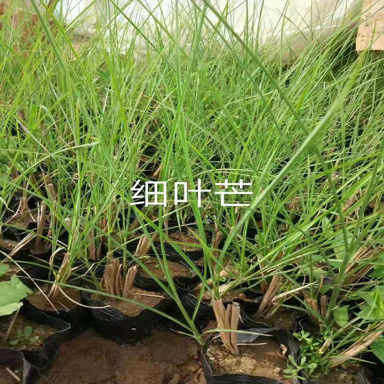 细叶芒小苗基地  细叶芒种植基地  天卓