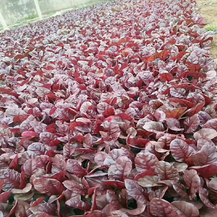 红叶菠菜供应  红叶菠菜报价  天卓