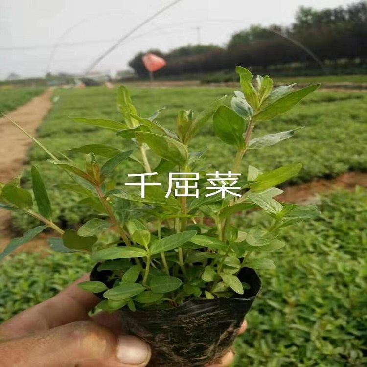 千屈菜报价  千屈菜供应  千屈菜种植