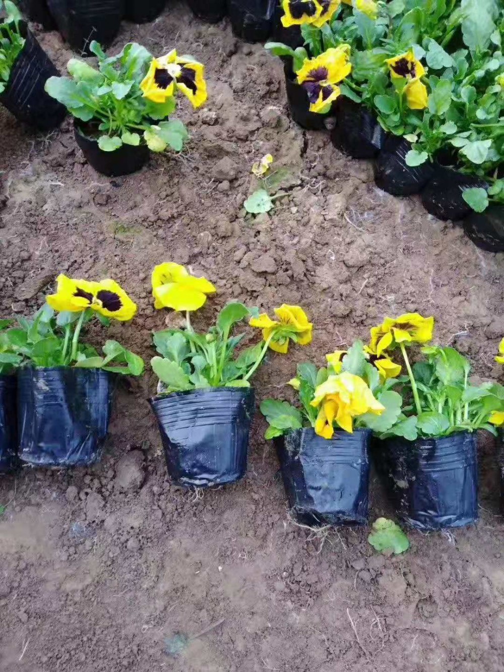 冬季草花三色堇基地价格三色堇种植基地
