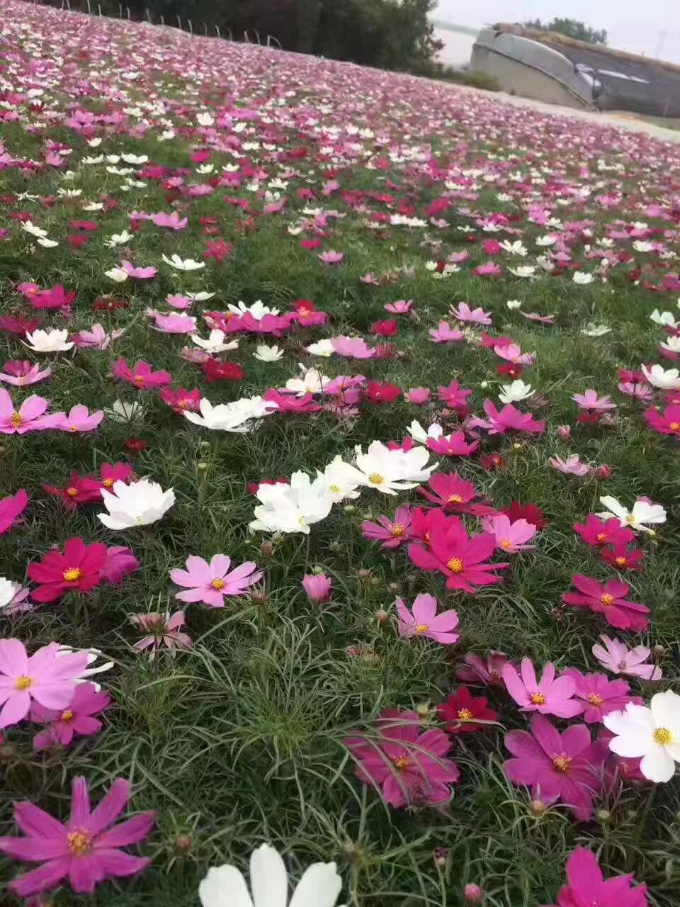 波斯菊种子  草花批发  种子批发