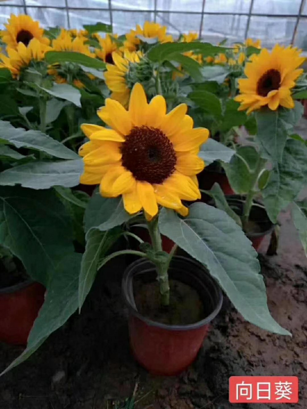 向日葵种子  草花种子 向日葵 草花批发  草花种子批发  矮桩向日葵
