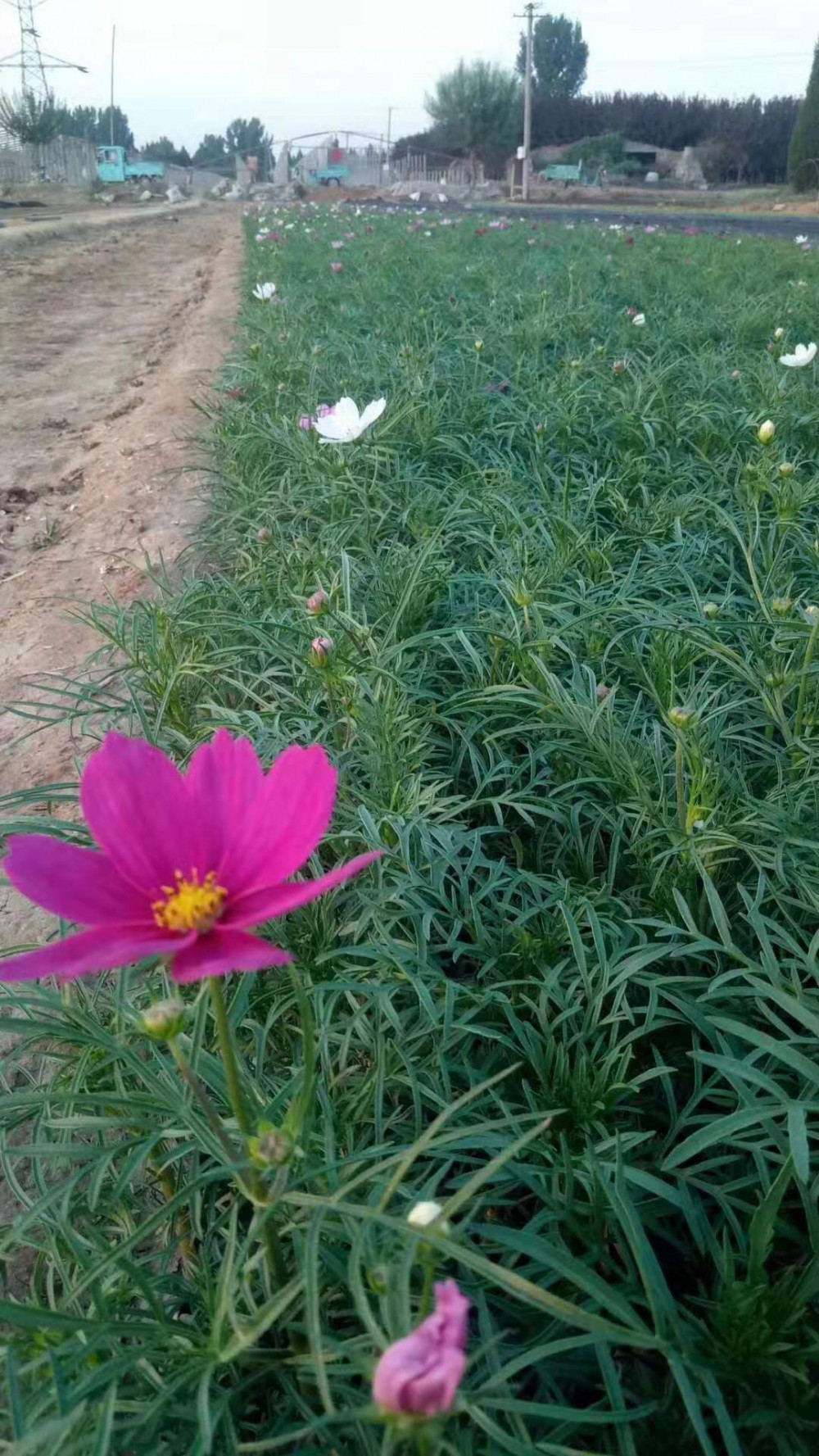 青州波斯菊种植基地—波斯菊批发价格