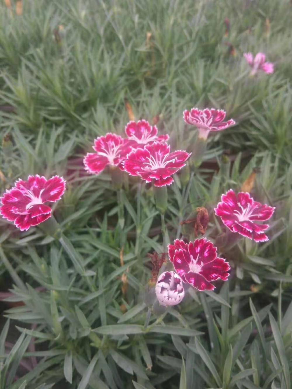 彩虹石竹种植基地_彩虹石竹基地价格