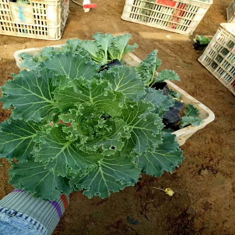 羽衣甘蓝种植  山东羽衣甘蓝价格