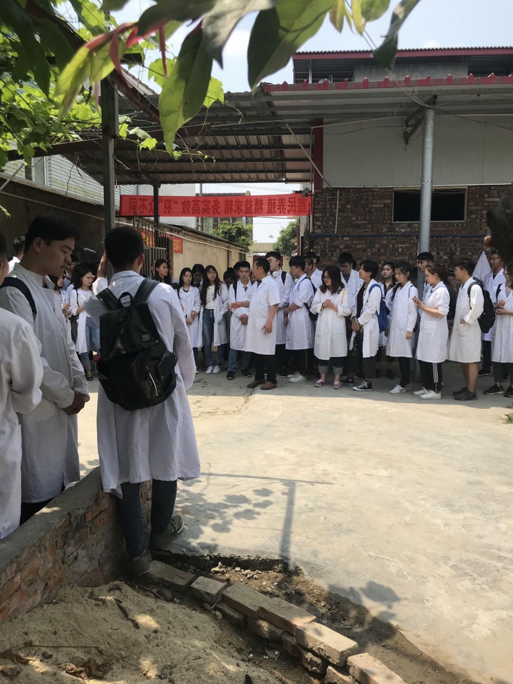 优质正宗土鸡销售  广汉土鸡苗批发 土鸡苗请选购正宗养殖基地