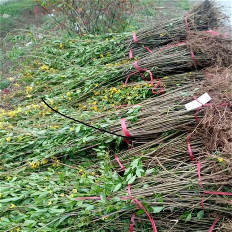 连翘种子【华彬】连翘种子培育基地 种植基地
