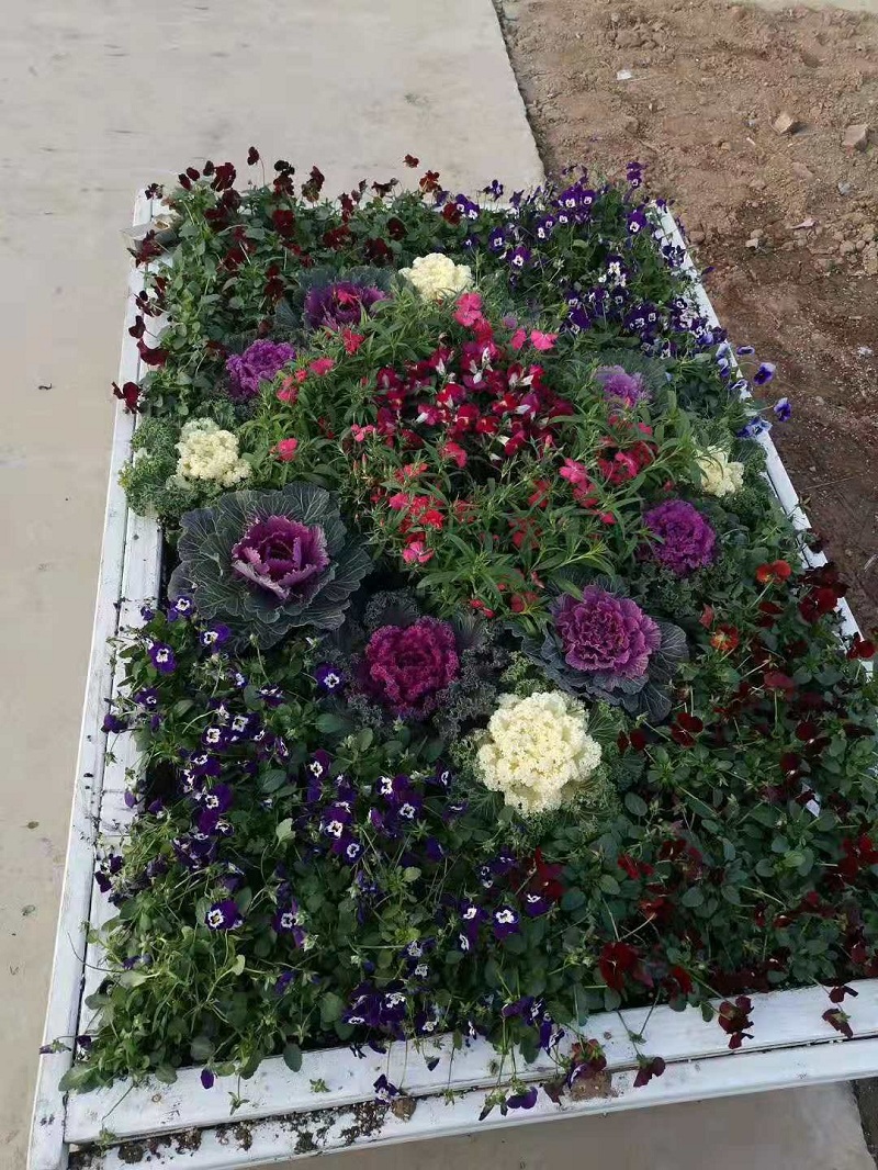 造型租摆用彩色植物羽衣甘蓝批发  苗圃直销羽衣甘蓝价格