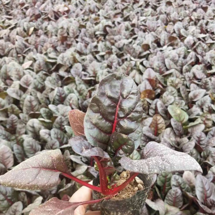 青州红叶甜菜的栽培 红叶甜菜的价格 红叶甜菜种植基地 红叶甜菜