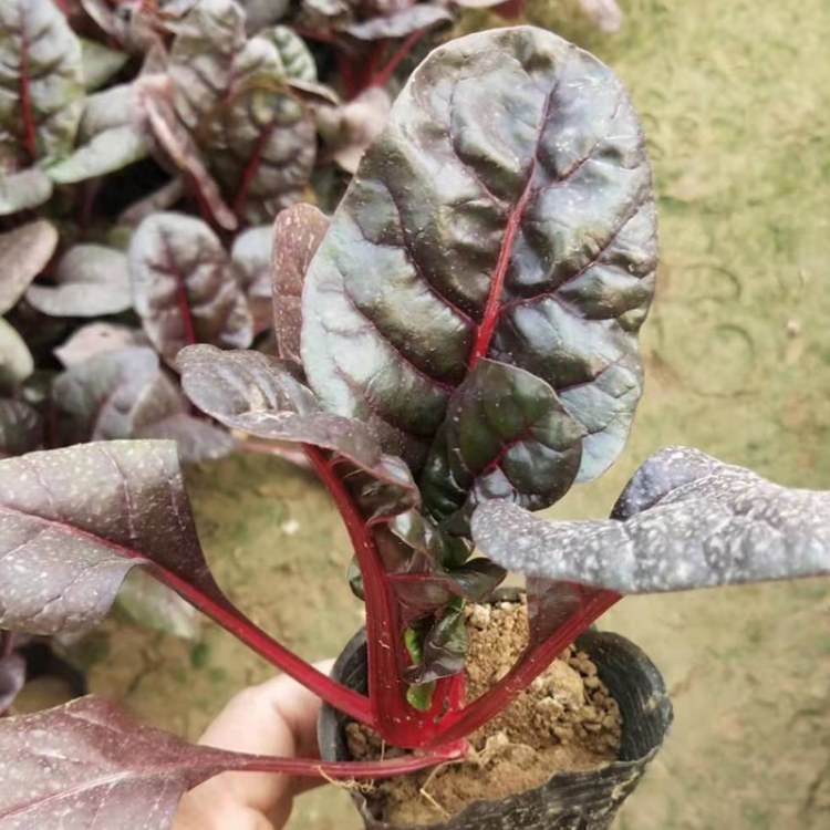 红叶甜菜 山东红叶甜菜种植基地 秋冬季耐寒花卉 红叶甜菜价格