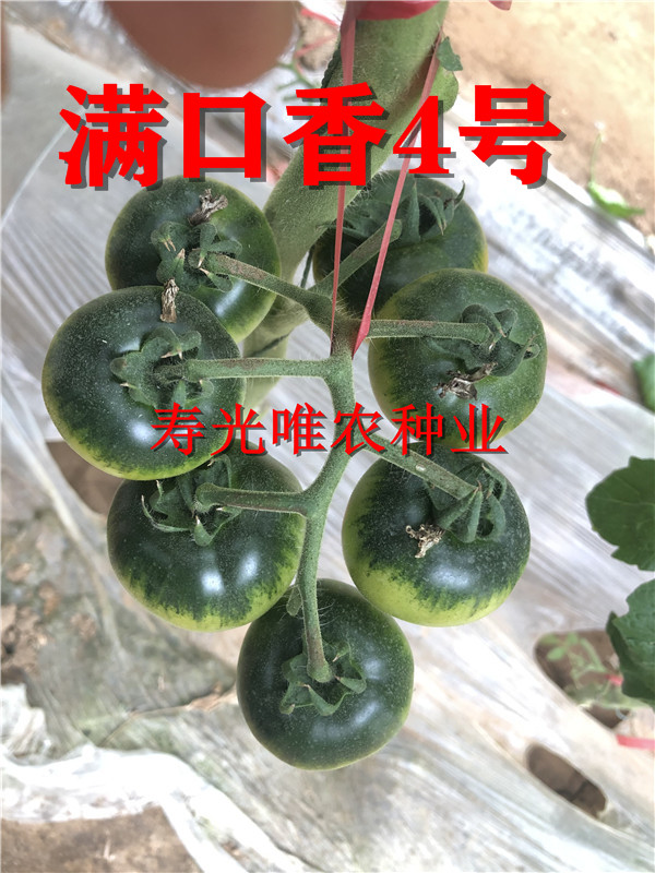 采摘园电商专用寿光东北草莓番茄种子 西红柿种子 嘎啦果铁皮番茄黄金线碱地柿子水果浓绿肩番茄口感放线番茄种子 满口香4号草莓番茄