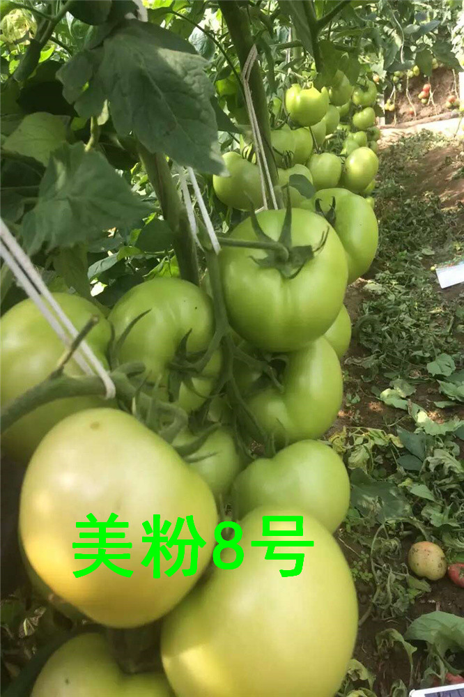 俄罗斯专用极早熟番茄种子 抗根腐抗死棵西红柿种子 抗褪绿病毒西红柿种子 海泽拉番茄种子 圣尼斯 妞内姆西红柿种子
