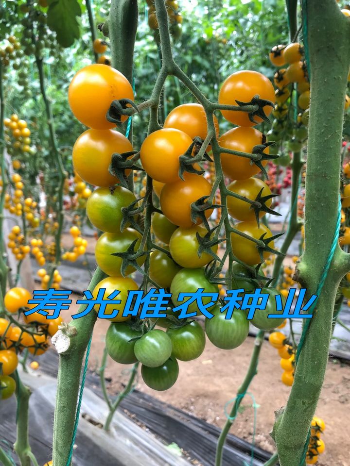 寿光蔬菜种子夏日阳光类型黄色圆形樱桃番茄种子番茄种子 采摘园专用西红柿种子 特色番茄种子  黄姑娘番茄种子 黄菇娘类型番茄种子
