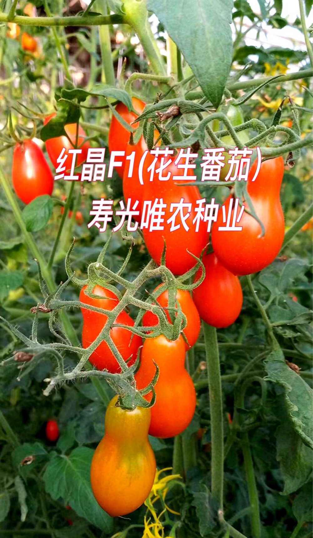 寿光蔬菜种子台湾凤珠番茄409樱桃番茄番茄种子 西红柿种子 红色花生番茄种子 特色番茄种子